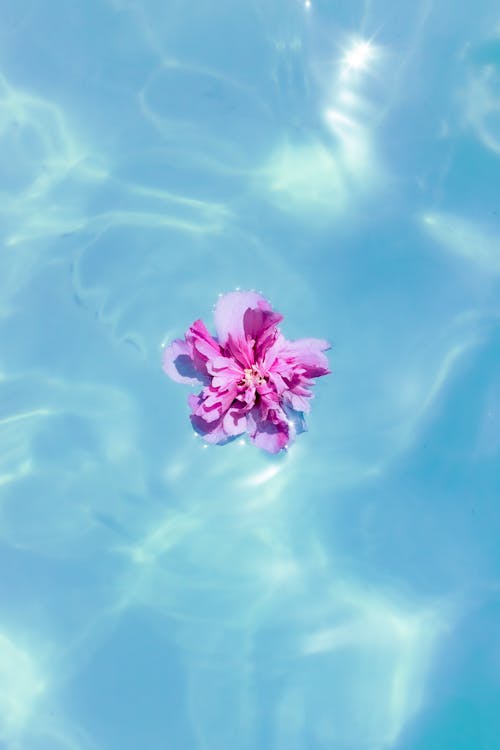 Purple Peony Flower Head in a Swimming Pool