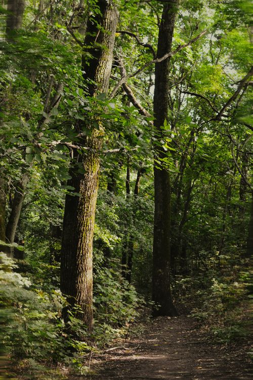 Free Tranquil forest pathway surrounded by lush green trees, perfect for nature lovers. Stock Photo