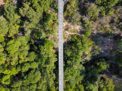 Aerial Shot of a Bridge Surrounded by Green Trees 