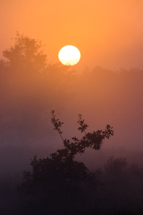 Silhouette of Plants and Trees During Sunset 