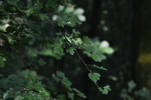 Free Detailed close-up of lush green leaves on a tree branch in a forest setting. Stock Photo
