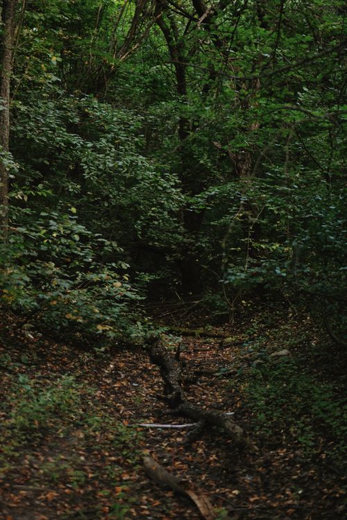 Free A lush green forest with a wooded pathway covered in leaves and fallen branches. Stock Photo