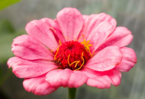 Immagine gratuita di fiore, natura