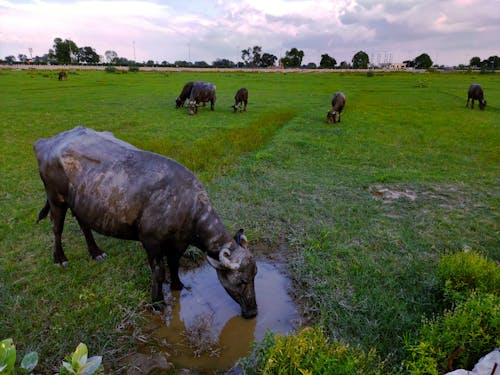 คลังภาพถ่ายฟรี ของ carabaos, การถ่ายภาพสัตว์, ชนบท