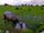 buffalo