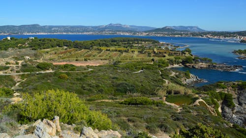 Immagine gratuita di acqua, agricoltura, campi