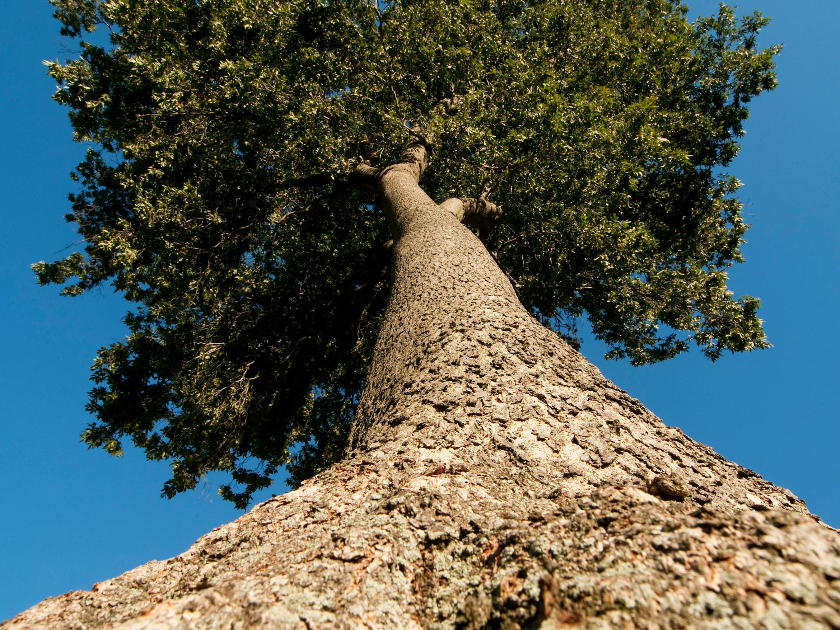 Low angle view of a large tree trunk rising against a vibrant blue sky.