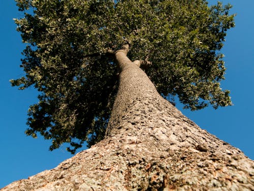 Foto d'estoc gratuïta de arbre, bagul, foto amb angle baix