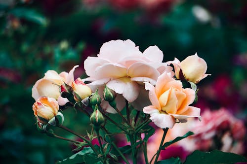 Close-Up Shot of Roses in Bloom 