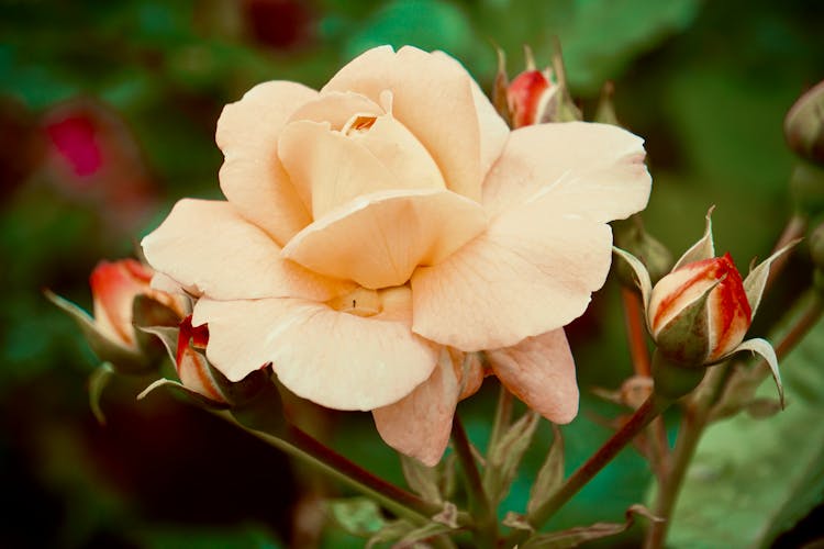 Flower In Close Up Photography