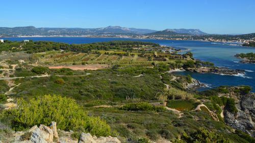 Free A breathtaking aerial view of a lush vineyard set against a stunning coastal backdrop with mountains beyond. Stock Photo