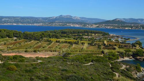 Free Aerial view of lush vineyards by a calm blue sea with distant mountains. Stock Photo