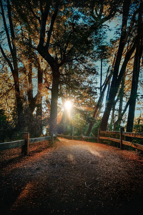 Foto d'estoc gratuïta de arbres, bosc, camí