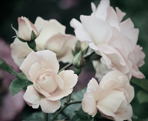 Beautiful Garden Roses with Buds 