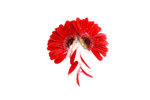 Gratis Foto stok gratis aster, bagus, bunga merah Foto Stok