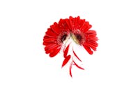 Red Flowers in White Background