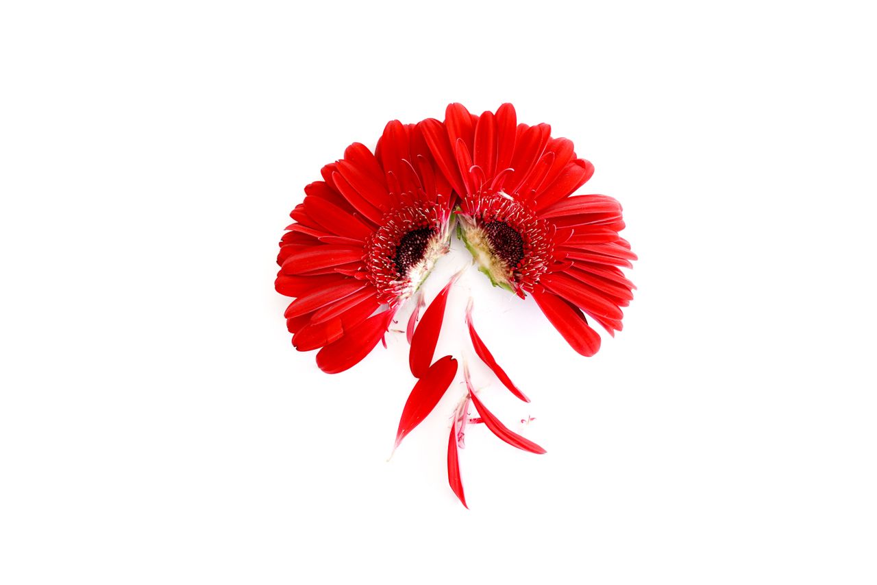 close up of a vibrant red gerbera daisy with petals on a stark white b