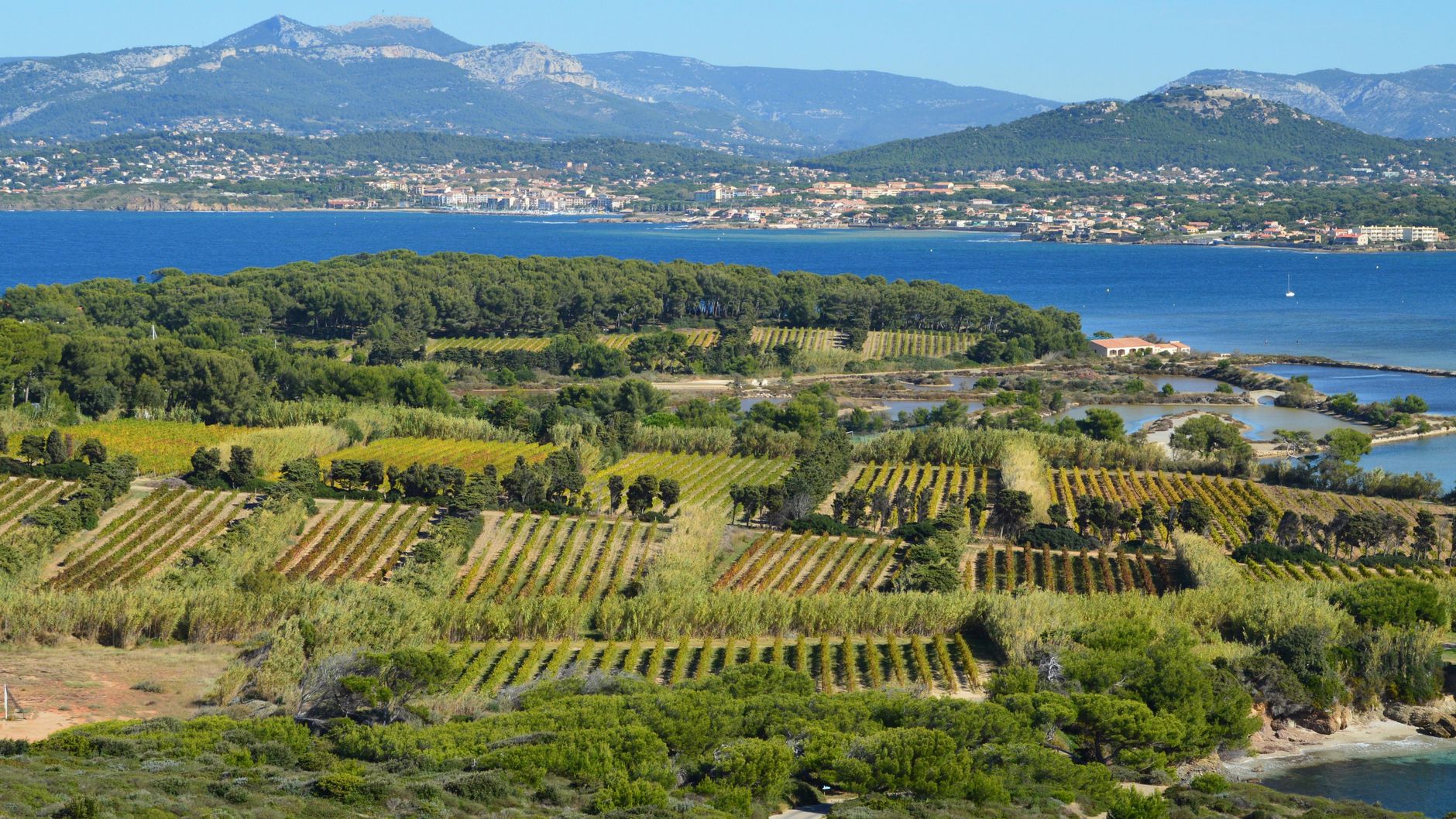 Vineyards along the Mediterranean coast of southern France