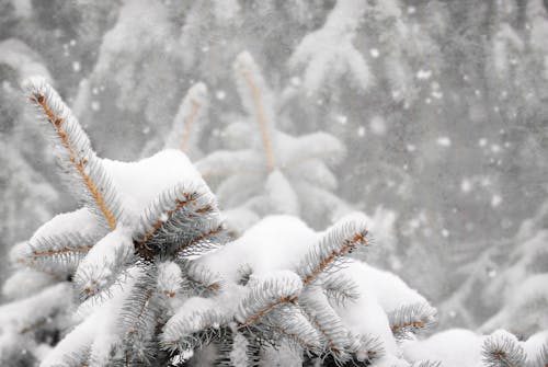 Darmowe zdjęcie z galerii z duże opady śniegu, igły, ośnieżone drzewa