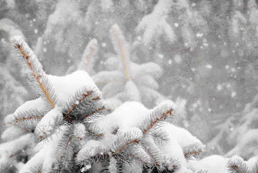Winter scene with snow-covered fir tree branches showcasing natural beauty and tranquility.