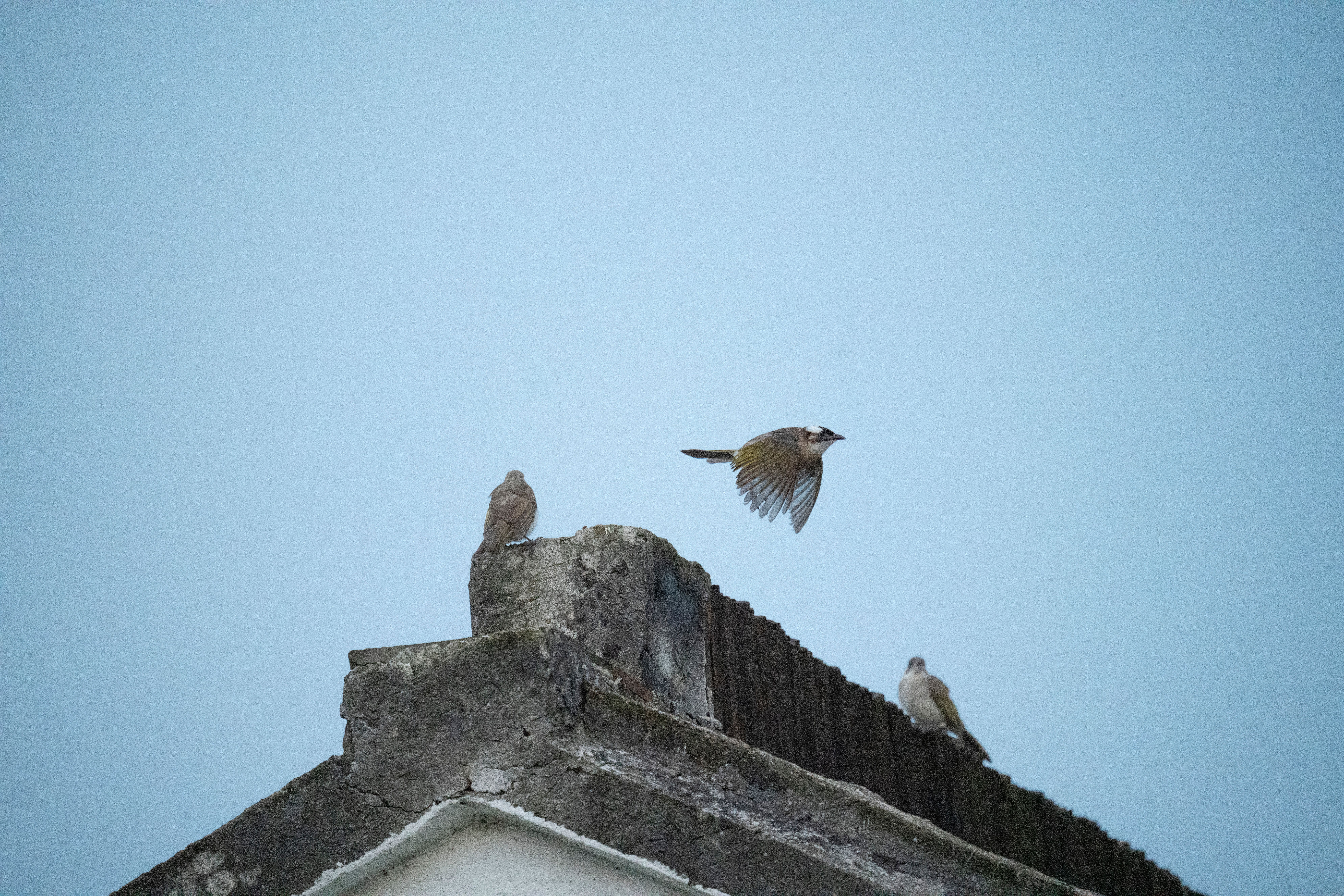 which bird seen 140