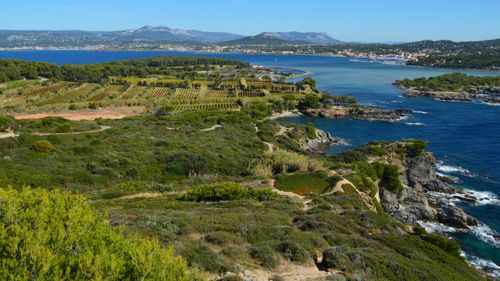 Free A stunning aerial image capturing lush vineyards and a rugged coastline meeting the blue sea. Stock Photo
