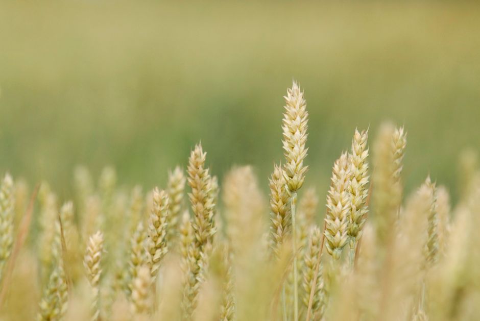 Fotomural Primer plano de espigas de trigo maduras en un campo de trigo verde borroso, listas para ser cosechadas.
