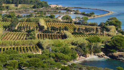 Cropland Near Body of Water