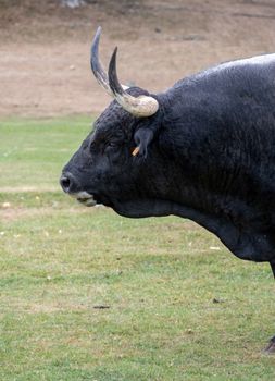 Close-up of a powerful bull with prominent horns in a grassy field during the day.