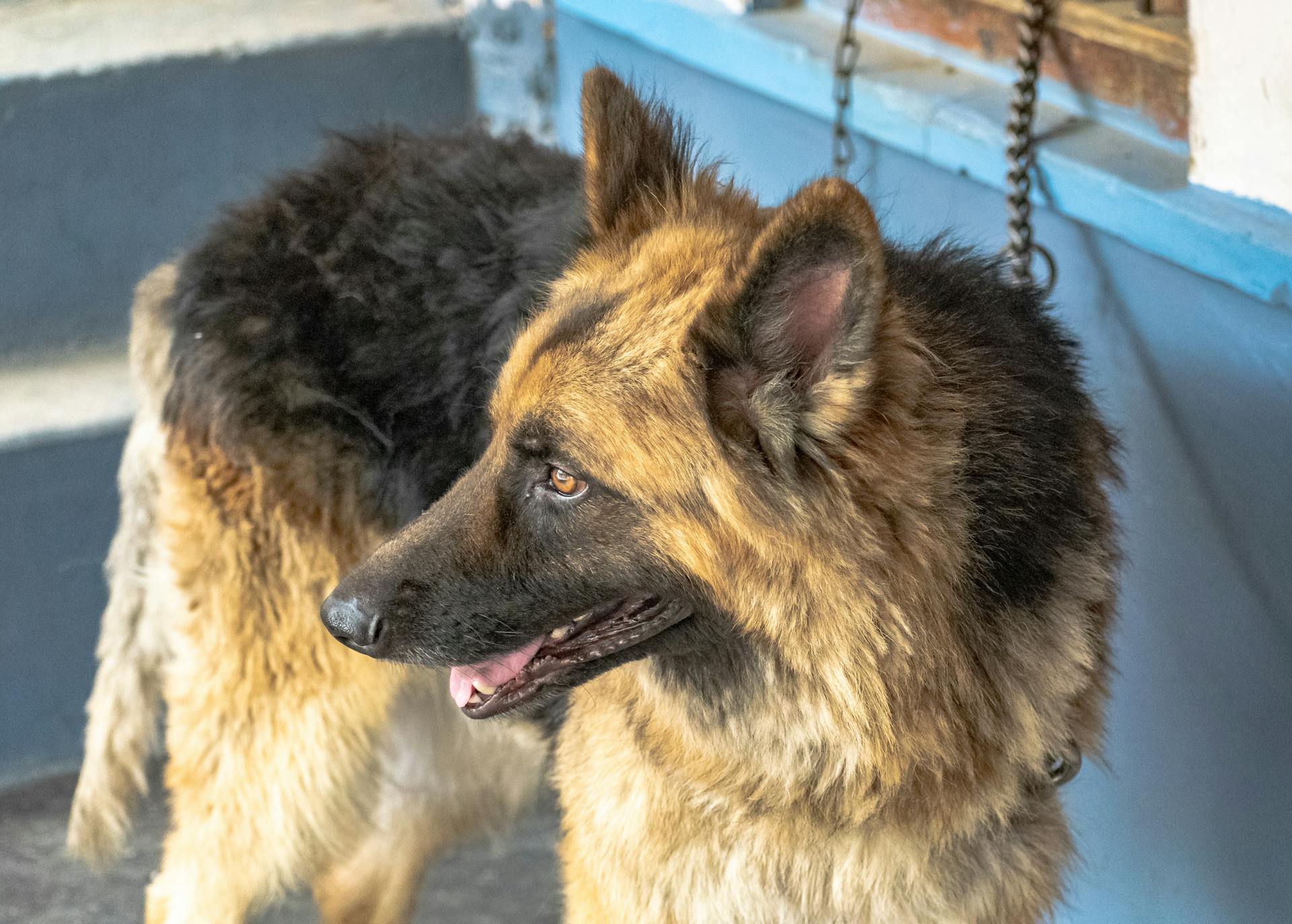 Svart och solbrun schäferhund