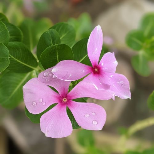 Free Vibrant pink periwinkle flowers with raindrops on petals photographed in Sadiqabad, Pakistan. Stock Photo