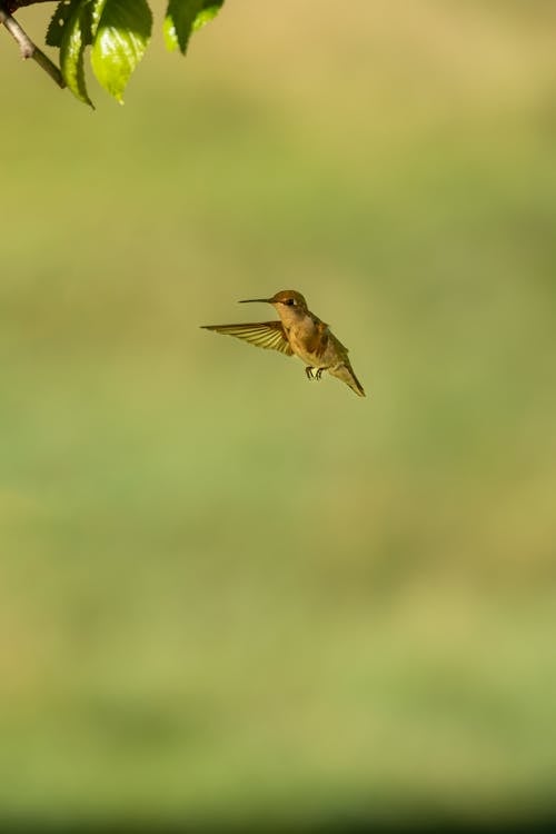 Gratis stockfoto met aviaire, beest, dieren in het wild