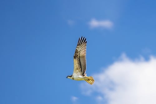 Foto profissional grátis de águia-pescadora, céu azul, falcão