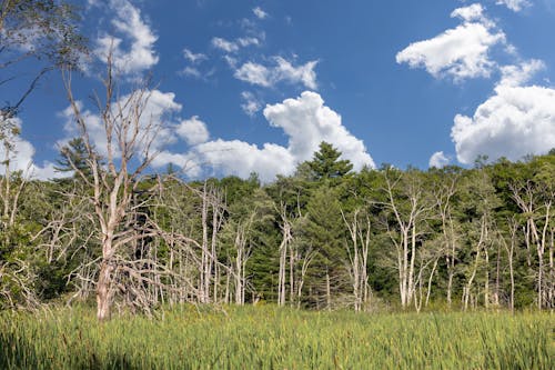 Foto stok gratis awan putih, bidikan sudut rendah, hutan