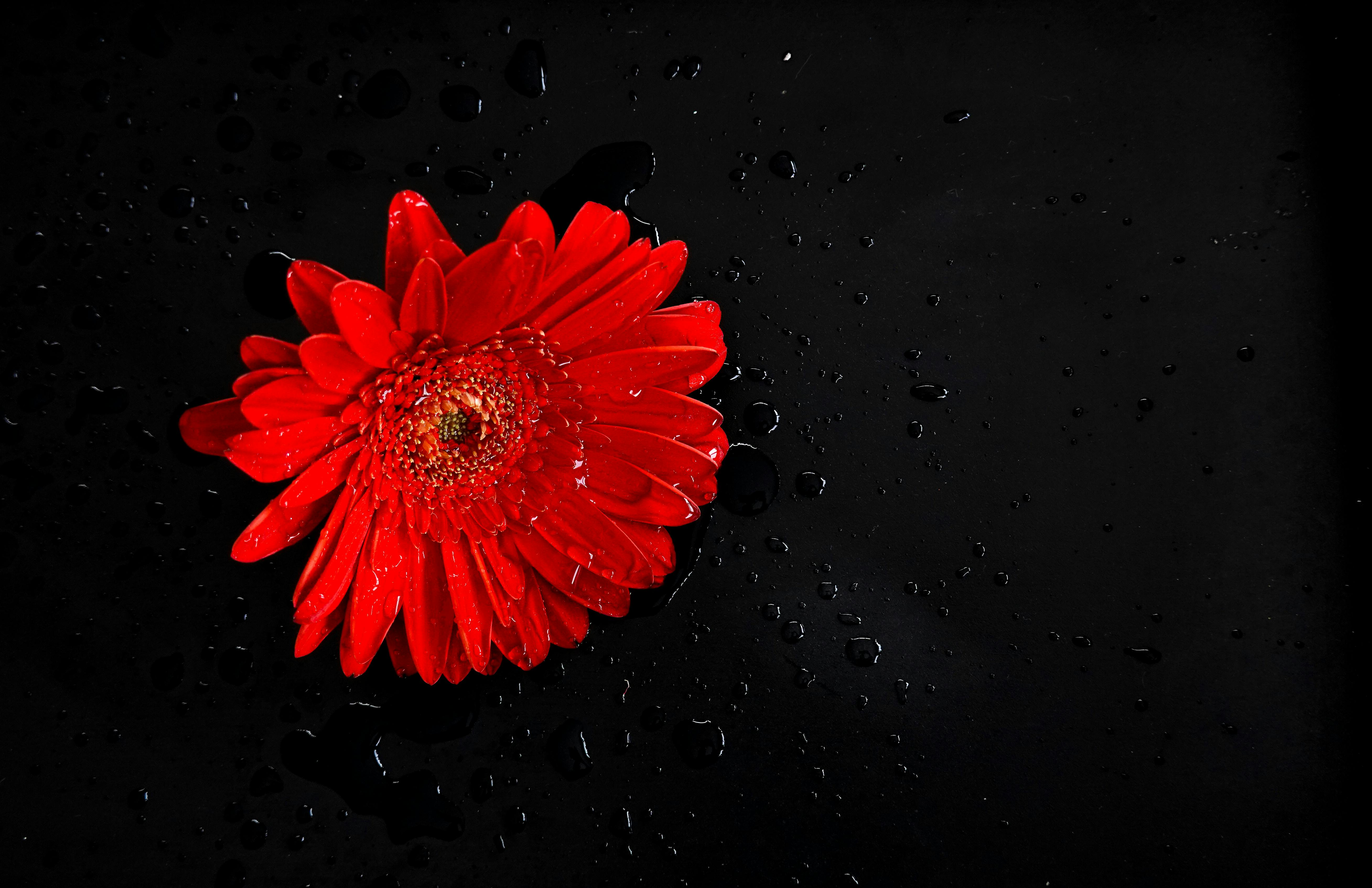 Black Background Flower Images Free Images Infoupdate black-background-flower-images-free-images-infoupdate