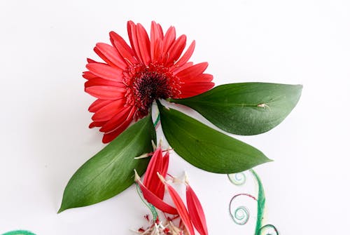 무료 꽃, 데이지, 분홍색 꽃의 무료 스톡 사진