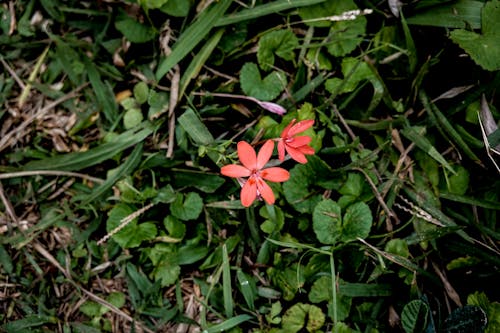 무료 꽃, 분홍색 꽃, 자연의 무료 스톡 사진