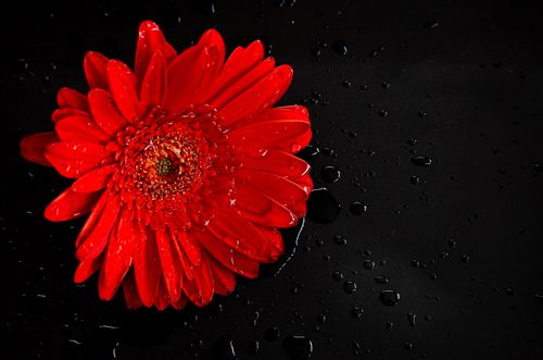 Free Stunning close-up of a red gerbera daisy with water droplets against a black background, highlighting its vibrant petals. Stock Photo