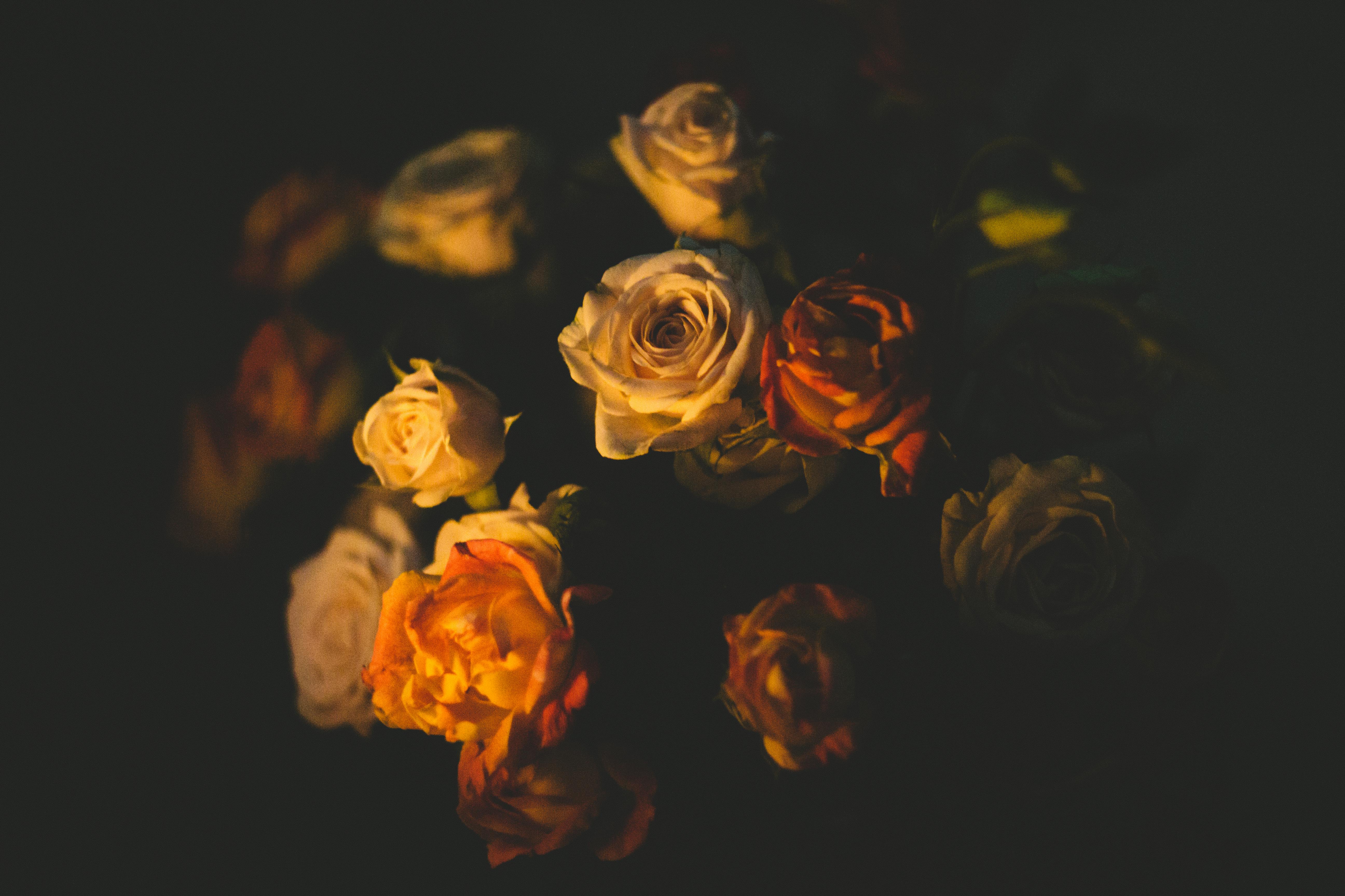 white and red roses