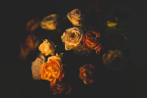 White and Red Roses