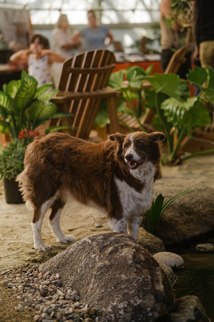 Brown And White Border Collie Standing Beside The Rock