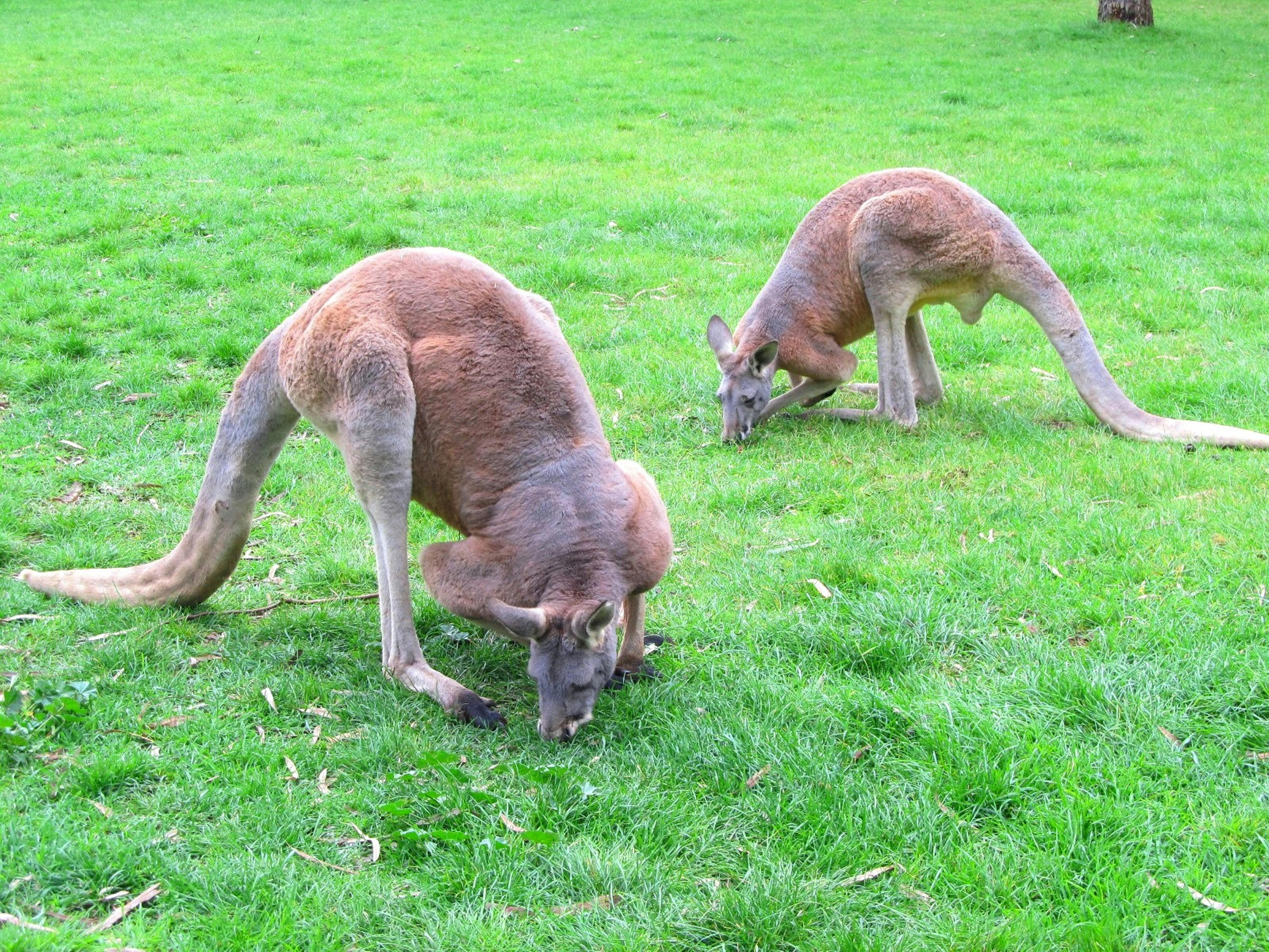 Fren ve Süspansiyon
