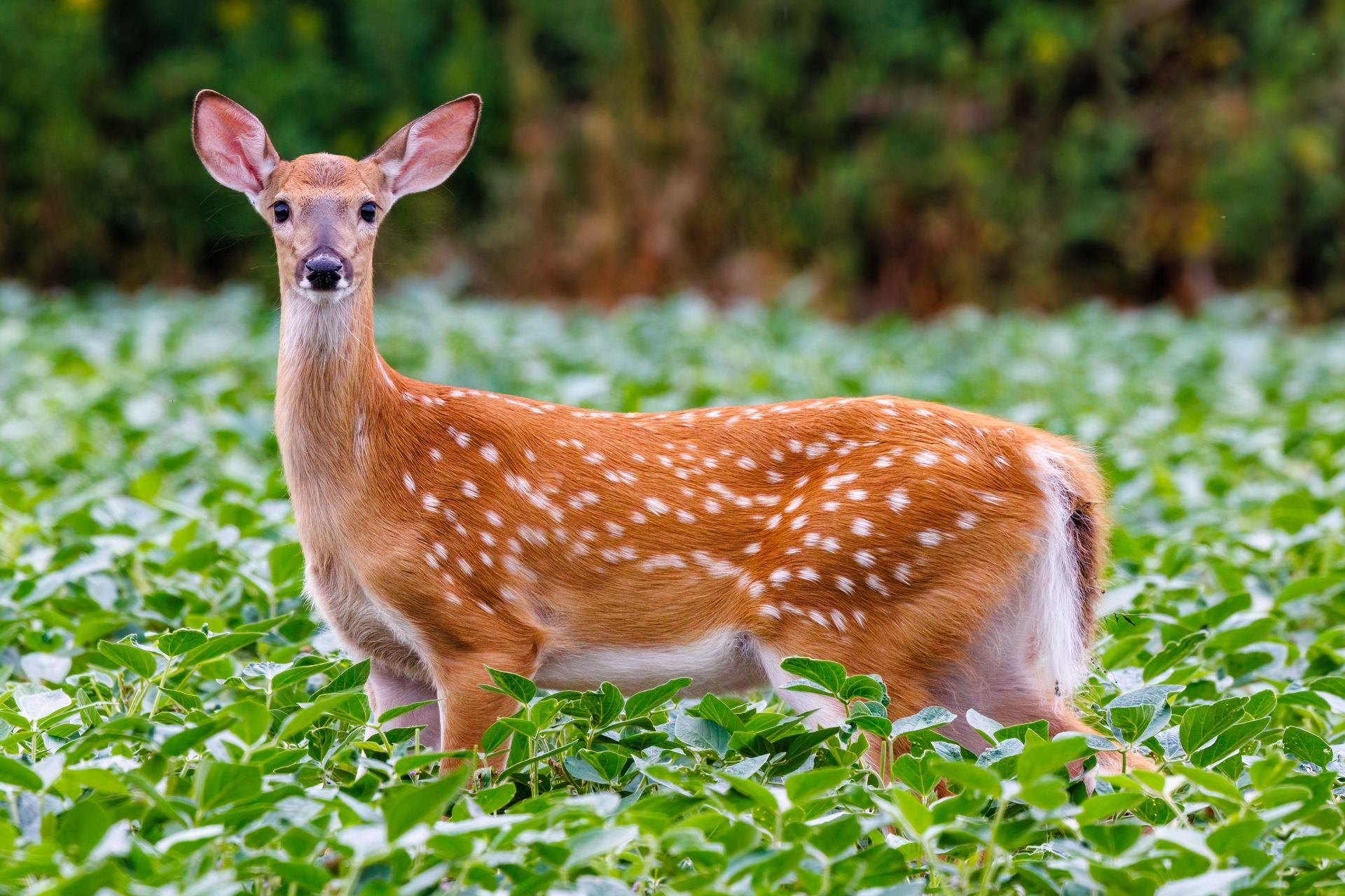 White-tailed deer (Odocoileus virginianus) fawn standing in a soybean field during summer in Wisconsin.