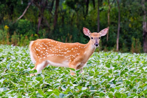Free White-tailed deer (Odocoileus virginianus) fawn standing in a soybean field during summer in Wisconsin.  Stock Photo