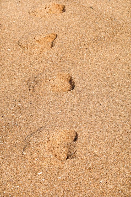 Free Close-up of footprints in golden sand on a sunny beach day. Stock Photo