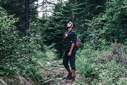 Foto stok gratis hiker, hutan, jalan