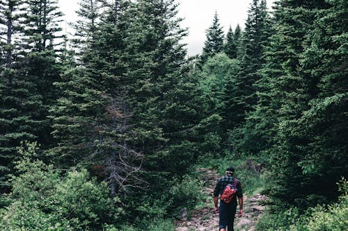 A Man Hiking in the Woods