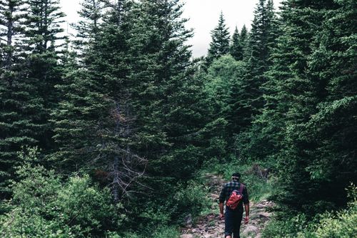 Free Adult male hiker with backpack walking through a dense forest trail in serene nature setting. Stock Photo