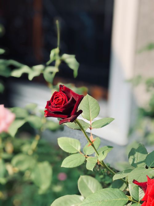 Free Detailed close-up of a blooming red rose captured outdoors with soft leaves and warm sunlight. Stock Photo