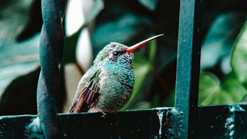 birds_flying, colibri, 動物肖像 的 免费素材图片